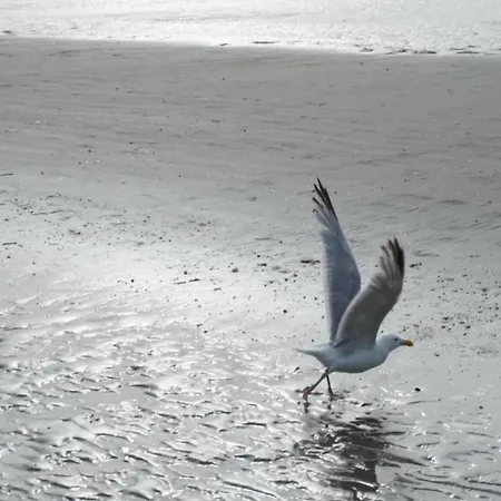 In Belgium Near The Sea, Cleaning Included *